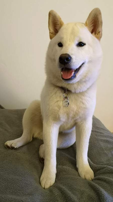 shiba-inu-white-tokyo.jpg