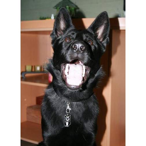 <h3>Custom personalized dog name tag German shepherd dog black</h3>
This unique, cute and quality dog id tag is offered with laser-engraved name and phone number or your custom text. It comes with a stainless steel split ring for easy attachment to your pet’s collar. All items are also available as keychains.
A perfect gift for dogs and dog lovers.

<strong>Color:</strong> colored/silver
<strong>Size:</strong> 23 x 39 mm (0.91 x 1.54 inch)
<strong>Engraving area:</strong> 18 x 20 mm (0.71 x 0.79 inch); recommended layout up to 4 lines, 15 characters per line.

Laser engraving on the back side is included in the price. Please enter the text you would like engraved (recommended: dog’s name and phone number). The engraving will be centered and easy to read. 
<strong>Important:</strong> If you exceed the recommended text length, the engraving will be significantly smaller and may become difficult to read. For best readability, we strongly recommend keeping the text short and clear.

Metal, chrome plated dog tag or key ring. 
Hand made, hand colored, made in Slovenia. 

In stock.

<h3>About the breed – German shepherd dog black</h3>
<section>
<h2>German Shepherd (Deutscher Schäferhund): Characteristics & Care</h2>
<p><strong>German Shepherd</strong> (German Shepherd Dog, Deutscher Schäferhund) is a large, strong, and highly intelligent dog breed originating from Germany. It belongs to the <strong>FCI Group 1 (Herding Dogs)</strong>. It was bred as a <strong>working and herding dog</strong>, known for its loyalty, versatility, and dense <strong>double coat</strong> that protects it in various weather conditions.</p>
<h3>Temperament and Family Life</h3>
<p>German Shepherds are extremely loyal, protective, and attached to their family, making them excellent family dogs that get along well with children when properly socialized. They are <strong>alert, brave, and highly intelligent</strong>, which makes them outstanding watchdogs and service dogs while maintaining a playful and devoted personality. Their need for work and learning requires consistent training and plenty of mental stimulation.</p>
<h3>Physical Requirements & Exercise</h3>
<p>To live a healthy and happy life, a German Shepherd needs:</p>
<ul>
    <li><strong>Daily Exercise:</strong> Intensive activities, training, long walks, and play.</li>
    <li><strong>Environment:</strong> Best suited for a house with a yard and an active owner.</li>
    <li><strong>Grooming:</strong> Regular brushing of the thick <strong>double coat</strong>, especially during shedding seasons.</li>
</ul>
<p><strong>Pro Tip:</strong> A personalized engraved dog tag is a practical and elegant accessory that highlights the noble appearance of your German Shepherd while ensuring its safety.</p>
</section>
