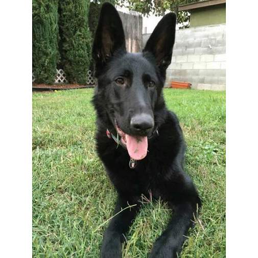 <h3>Custom personalized dog name tag German shepherd dog black</h3>
This unique, cute and quality dog id tag is offered with laser-engraved name and phone number or your custom text. It comes with a stainless steel split ring for easy attachment to your pet’s collar. All items are also available as keychains.
A perfect gift for dogs and dog lovers.

<strong>Color:</strong> colored/silver
<strong>Size:</strong> 23 x 39 mm (0.91 x 1.54 inch)
<strong>Engraving area:</strong> 18 x 20 mm (0.71 x 0.79 inch); recommended layout up to 4 lines, 15 characters per line.

Laser engraving on the back side is included in the price. Please enter the text you would like engraved (recommended: dog’s name and phone number). The engraving will be centered and easy to read. 
<strong>Important:</strong> If you exceed the recommended text length, the engraving will be significantly smaller and may become difficult to read. For best readability, we strongly recommend keeping the text short and clear.

Metal, chrome plated dog tag or key ring. 
Hand made, hand colored, made in Slovenia. 

In stock.

<h3>About the breed – German shepherd dog black</h3>
<section>
<h2>German Shepherd (Deutscher Schäferhund): Characteristics & Care</h2>
<p><strong>German Shepherd</strong> (German Shepherd Dog, Deutscher Schäferhund) is a large, strong, and highly intelligent dog breed originating from Germany. It belongs to the <strong>FCI Group 1 (Herding Dogs)</strong>. It was bred as a <strong>working and herding dog</strong>, known for its loyalty, versatility, and dense <strong>double coat</strong> that protects it in various weather conditions.</p>
<h3>Temperament and Family Life</h3>
<p>German Shepherds are extremely loyal, protective, and attached to their family, making them excellent family dogs that get along well with children when properly socialized. They are <strong>alert, brave, and highly intelligent</strong>, which makes them outstanding watchdogs and service dogs while maintaining a playful and devoted personality. Their need for work and learning requires consistent training and plenty of mental stimulation.</p>
<h3>Physical Requirements & Exercise</h3>
<p>To live a healthy and happy life, a German Shepherd needs:</p>
<ul>
    <li><strong>Daily Exercise:</strong> Intensive activities, training, long walks, and play.</li>
    <li><strong>Environment:</strong> Best suited for a house with a yard and an active owner.</li>
    <li><strong>Grooming:</strong> Regular brushing of the thick <strong>double coat</strong>, especially during shedding seasons.</li>
</ul>
<p><strong>Pro Tip:</strong> A personalized engraved dog tag is a practical and elegant accessory that highlights the noble appearance of your German Shepherd while ensuring its safety.</p>
</section>
