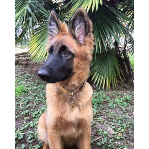 <h3>Custom personalized dog name tag German shepherd dog</h3>
This unique, cute and quality dog id tag is offered with laser-engraved name and phone number or your custom text. It comes with a stainless steel split ring for easy attachment to your pet’s collar. All items are also available as keychains.
A perfect gift for dogs and dog lovers.

<strong>Color:</strong> colored/silver
<strong>Size:</strong> 23 x 39 mm (0.91 x 1.54 inch)
<strong>Engraving area:</strong> 18 x 20 mm (0.71 x 0.79 inch); recommended layout up to 4 lines, 15 characters per line.

Laser engraving on the back side is included in the price. Please enter the text you would like engraved (recommended: dog’s name and phone number). The engraving will be centered and easy to read. 
<strong>Important:</strong> If you exceed the recommended text length, the engraving will be significantly smaller and may become difficult to read. For best readability, we strongly recommend keeping the text short and clear.

Metal, chrome plated dog tag or key ring. 
Hand made, hand colored, made in Slovenia. 

In stock.

<h3>About the breed – German shepherd dog</h3>
<section>
<h2>German Shepherd (Deutscher Schäferhund): Characteristics & Care</h2>
<p><strong>German Shepherd</strong> (German Shepherd Dog, Deutscher Schäferhund) is a large, strong, and highly intelligent dog breed originating from Germany. It belongs to the <strong>FCI Group 1 (Herding Dogs)</strong>. It was bred as a <strong>working and herding dog</strong>, known for its loyalty, versatility, and dense <strong>double coat</strong> that protects it in various weather conditions.</p>
<h3>Temperament and Family Life</h3>
<p>German Shepherds are extremely loyal, protective, and attached to their family, making them excellent family dogs that get along well with children when properly socialized. They are <strong>alert, brave, and highly intelligent</strong>, which makes them outstanding watchdogs and service dogs while maintaining a playful and devoted personality. Their need for work and learning requires consistent training and plenty of mental stimulation.</p>
<h3>Physical Requirements & Exercise</h3>
<p>To live a healthy and happy life, a German Shepherd needs:</p>
<ul>
    <li><strong>Daily Exercise:</strong> Intensive activities, training, long walks, and play.</li>
    <li><strong>Environment:</strong> Best suited for a house with a yard and an active owner.</li>
    <li><strong>Grooming:</strong> Regular brushing of the thick <strong>double coat</strong>, especially during shedding seasons.</li>
</ul>
<p><strong>Pro Tip:</strong> A personalized engraved dog tag is a practical and elegant accessory that highlights the noble appearance of your German Shepherd while ensuring its safety.</p>
</section>
