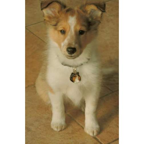 ﻿Namnbricka för hund med personlig gravyr Shetland sheepdog, sheltie tricolor

Färg: färgat/silver 
Storleken på den hängande: 28 x 33 mm
Maximal storlek gravyr: 21 x 20 mm

Brickorna är kvalitativa, kromade och handmålade.
 
Lasergraverade inskription på baksidan av hundbricka ingår i priset.

Alla ID-brickor levereras med en ring, för enkel och säker montering på djurets halsband.

Handgjorda, tillverkade i Slovenien.

På lager.
