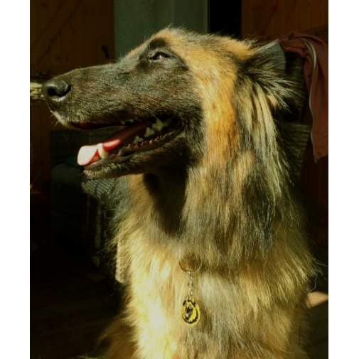 ﻿Namnbricka för hund med personlig gravyr Belgisk vallhund, tervueren

Färg: färgat/silver 
Storleken på den hängande: 38 x 26 mm
Maximal storlek gravyr: 20 x 20 mm

Brickorna är kvalitativa, kromade och handmålade.
 
Lasergraverade inskription på baksidan av hundbricka ingår i priset.

Alla ID-brickor levereras med en ring, för enkel och säker montering på djurets halsband.

Handgjorda, tillverkade i Slovenien.

På lager.
