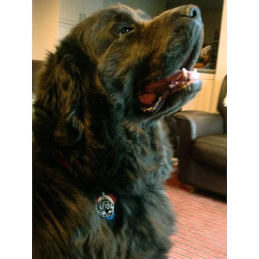 Gegraveerde hondenpenning Newfoundlander

Kleur: gekleurd/zilver 
Grootte: 32 x 36 mm
Afmeting gravure: 23 x 20 mm

Metaal, verchroomde hondenpenning.
 
Inclusief met laser gegraveerde achterkant.

Hand gemaakt, made in Slovenie.

Op voorraad.
