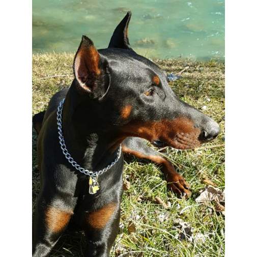 Gegraveerde hondenpenning Dobermann bijgesneden oren

Kleur: gekleurd/zilver 
Grootte: 25 x 38 mm
Afmeting gravure: 17 x 17 mm

Metaal, verchroomde hondenpenning.
 
Inclusief met laser gegraveerde achterkant.

Hand gemaakt, made in Slovenie.

Op voorraad.
