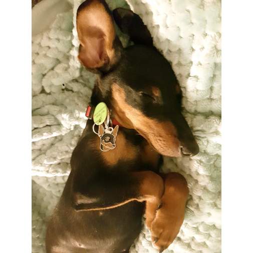 <h3>Custom personalized dog name tag Miniature pinscher brown</h3>
This unique, cute and quality dog id tag is offered with laser-engraved name and phone number or your custom text. It comes with a stainless steel split ring for easy attachment to your pet’s collar. All items are also available as keychains.
A perfect gift for dogs and dog lovers.

<strong>Color:</strong> colored/silver
<strong>Size:</strong> 22 x 30 mm (0.87 x 1.18 inch)
<strong>Engraving area:</strong> 17 x 12 mm (0.67 x 0.47 inch); recommended layout up to 4 lines, 15 characters per line.

Laser engraving on the back side is included in the price. Please enter the text you would like engraved (recommended: dog’s name and phone number). The engraving will be centered and easy to read. 
<strong>Important:</strong> If you exceed the recommended text length, the engraving will be significantly smaller and may become difficult to read. For best readability, we strongly recommend keeping the text short and clear.

Metal, chrome plated dog tag or key ring. 
Hand made, hand colored, made in Slovenia. 

In stock.

<h3>About the breed – Miniature pinscher brown</h3>
<section>
<h2>Miniature Pinscher (Min Pin): Characteristics & Care</h2>
<p>The <strong>Miniature Pinscher</strong> (also known as Min Pin) is a small, energetic, and confident dog breed originating from Germany. It belongs to the <strong>FCI Group 2 (Pinscher and Schnauzer, Molossoid breeds, and Swiss Mountain and Cattle Dogs)</strong>. Bred as a <strong>lively companion and vermin hunter</strong>, it is known for its sleek short coat, proud stance, and fearless personality.</p>
<h3>Temperament and Family Life</h3>
<p>Miniature Pinschers are affectionate and loyal companions, forming strong bonds with their families and often doing well with older children. They are <strong>alert, intelligent, and bold</strong>, making them excellent little watchdogs despite their size. Their spirited and curious nature suits active households, though they can be independent and require consistent training.</p>
<h3>Physical Requirements & Exercise</h3>
<p>To live a healthy and happy life, a Miniature Pinscher needs:</p>
<ul>
    <li><strong>Daily Exercise:</strong> Regular walks, playtime, and mental stimulation.</li>
    <li><strong>Environment:</strong> A safe home environment with opportunities to explore.</li>
    <li><strong>Grooming:</strong> Minimal care for the short, smooth <strong>single coat</strong>.</li>
</ul>
<p><strong>Pro Tip:</strong> A <strong>personalized engraved dog tag</strong> complements the elegant and proud appearance of your Miniature Pinscher while serving as a practical and stylish accessory.</p>
</section>
