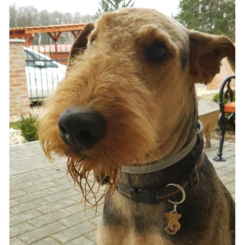 Custom personalized dog name tag AIREDALE TERRIER
Color: colored/silver 
Dim: 22 x 35 mm
Engraving area: 
21 x 9 mm
Metal, chrome plated pet tag.
 
Personalized laser engraving on the back side included.

Hand made 
MADE IN SLOVENIA

In stock.
