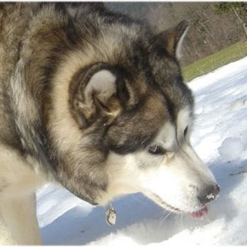 ﻿Namnbricka för hund med personlig gravyr Alaskan malamute grå/vit

Färg: färgat/silver 
Storleken på den hängande: 26 x 35 mm
Maximal storlek gravyr: 22 x 23 mm

Brickorna är kvalitativa, kromade och handmålade.
 
Lasergraverade inskription på baksidan av hundbricka ingår i priset.

Alla ID-brickor levereras med en ring, för enkel och säker montering på djurets halsband.

Handgjorda, tillverkade i Slovenien.

På lager.
