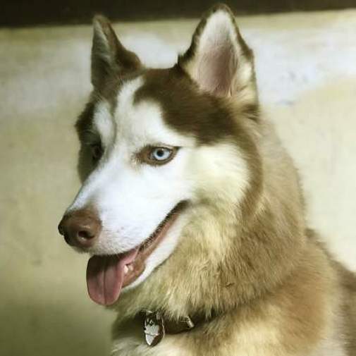 Gegraveerde hondenpenning Siberische husky bruin

Kleur: gekleurd/zilver 
Grootte: 26 x 36 mm
Afmeting gravure: 18 x 22 mm

Metaal, verchroomde hondenpenning.
 
Inclusief met laser gegraveerde achterkant.

Hand gemaakt, made in Slovenie.

Op voorraad.
