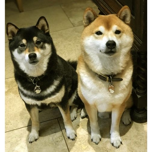 Shiba Inu Black And White Pet Tags Mjavhov Pet Id Tags Online Shop