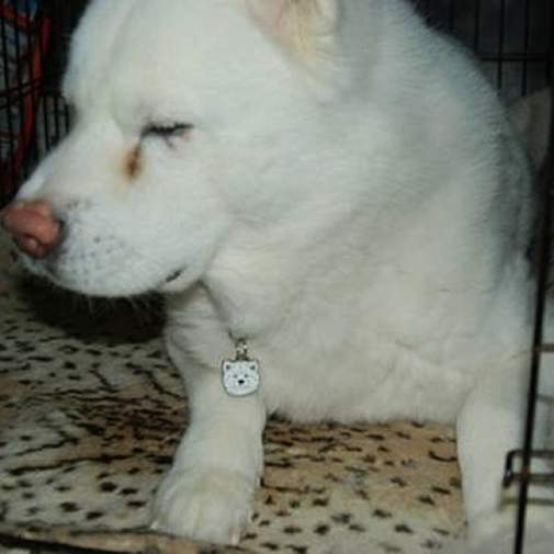 Gegraveerde hondenpenning Akita inu wit

Kleur: gekleurd/zilver 
Grootte: 29 x 33 mm
Afmeting gravure: 22 x 20 mm

Metaal, verchroomde hondenpenning.
 
Inclusief met laser gegraveerde achterkant.

Hand gemaakt, made in Slovenie.

Op voorraad.
