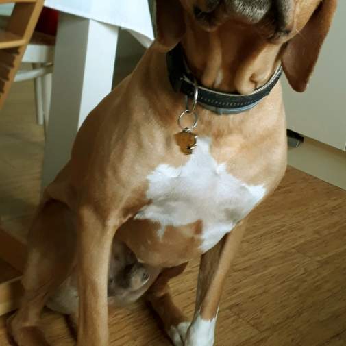 Gegraveerde hondenpenning Pronkrug

Kleur: gekleurd/zilver 
Grootte: 33 x 33 mm
Afmeting gravure: 21 x 15 mm

Metaal, verchroomde hondenpenning.
 
Inclusief met laser gegraveerde achterkant.

Hand gemaakt, made in Slovenie.

Op voorraad.
