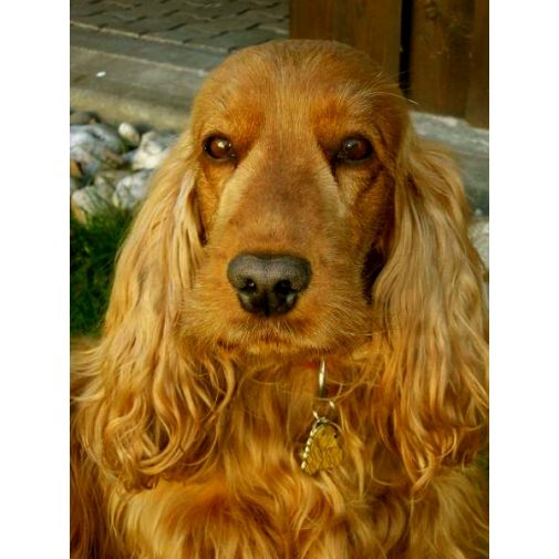 Adresówka grawerowana dla psa Cocker spaniel brązowy

Kolor: kolorowe/srebrne
Wymiar: 27 x 34 mm
Pole graweru: 20 x 15 mm

Metalowe, chromowane adresówki.
 
Ze spersonalizowanym grawerem laserowym na odwrocie.

Recznie robione, wyprodukowane w Slowenii.

Dostepne.
