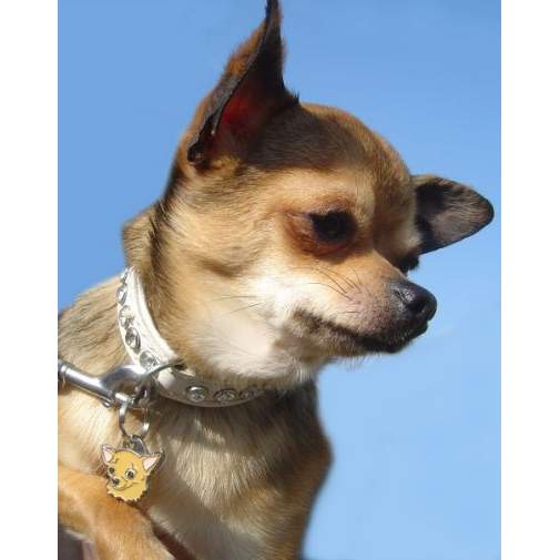 Namnbricka för hund med personlig gravyr CHIHUAHUA BRUN
Färg: färgat/silver 
Storleken på den hängande: 25 x 23 mm
Maximal storlek gravyr:
14 x 12 mm

Brickorna är kvalitativa, kromade och handmålade.
 
Lasergraverade inskription på baksidan av hundbrickor ingår i priset.

Alla ID-brickor levereras med en ring, för enkel och säker montering på djurets halsband.

handgjorda, 
TILLVERKADE I SLOVENIEN.

På lager.
