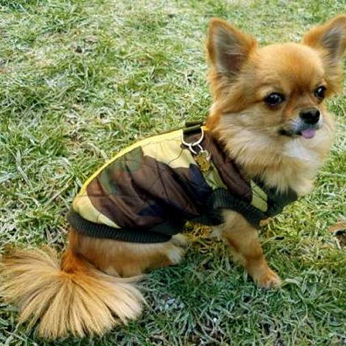 Kaiverrettu koiran nimilaatta Chihuahua ruskea
Väri: värillinen/hopea
Mitat: 25 x 23 mm
Kaiverruksen sijainti: 
14 x 12 mm
Metallinen, kromattu lemmikin nimilaatta.
 
Kääntöpuolelle tehty personoitu laserkaiverrus sisältyy hintaan.

Käsintehty, valmistettu Sloveniassa.

Varastossa.

