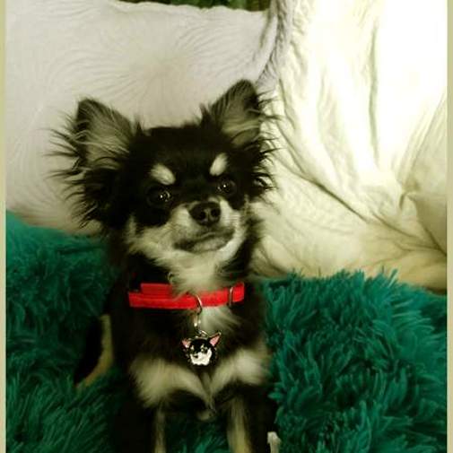 Gegraveerde hondenpenning Chihuahua langharig zwart en wit

Kleur: gekleurd/zilver 
Grootte: 29 x 24 mm
Afmeting gravure: 17 x 12 mm

Metaal, verchroomde hondenpenning.
 
Inclusief met laser gegraveerde achterkant.

Hand gemaakt, made in Slovenie.

Op voorraad.
