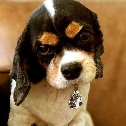 Gegraveerde hondenpenning Cavalier king charles spaniël tricolor

Kleur: gekleurd/zilver 
Grootte: 24 x 33 mm
Afmeting gravure: 18 x 17 mm

Metaal, verchroomde hondenpenning.
 
Inclusief met laser gegraveerde achterkant.

Hand gemaakt, made in Slovenie.

Op voorraad.
