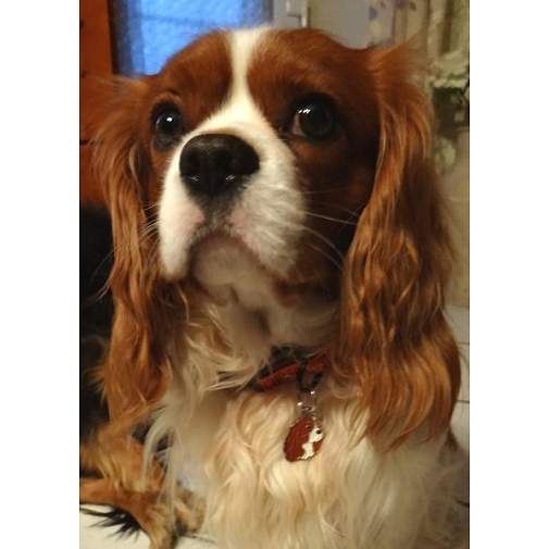 Custom personalized dog name tag CAVALIER KING CHARLES SPANIEL BLENHEIM
Color: colored/silver 
Dim: 24 x 33 mm
Engraving area: 
18 x 17 mm
Metal, chrome plated pet tag.
 
Personalized laser engraving on the back side included.

Hand made 
MADE IN SLOVENIA

In stock.
