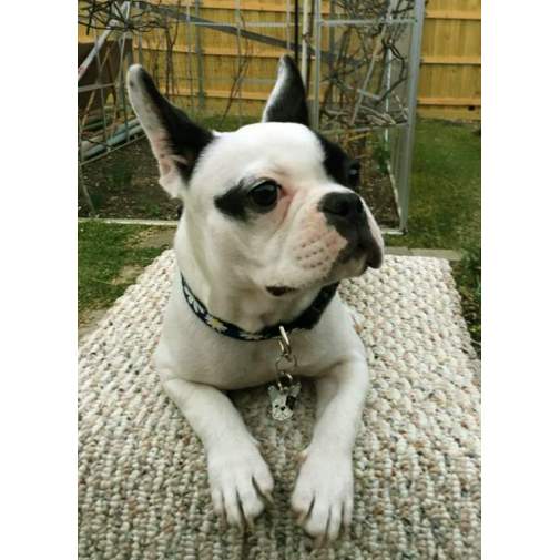 Kaiverrettu koiran nimilaatta Ranskanbulldoggi valkoinen, musta silmä
Väri: värillinen/hopea
Mitat: 27 x 30 mm
Kaiverruksen sijainti: 16 x 16 mm 

Metallinen, kromattu lemmikin nimilaatta.
 
Kääntöpuolelle tehty personoitu laserkaiverrus sisältyy hintaan.

Käsintehty, valmistettu Sloveniassa.

Varastossa.
