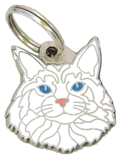 Maine coon bela