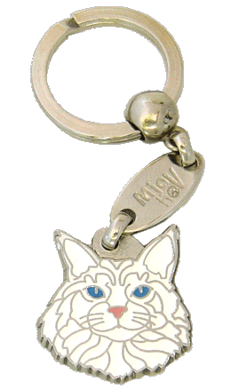 Maine coon bela